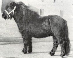 stallion Balade van de Römer (Shetland Pony, 1987, from Sinjeur van de Amstelhof)