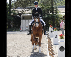 dressage horse Morgenstern 65 (Hanoverian, 2011, from Münchhausen)