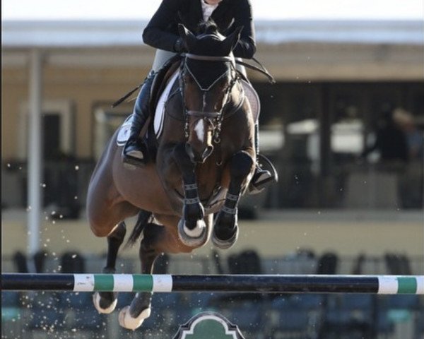 stallion Avantos (KWPN (Royal Dutch Sporthorse), 2005, from Mermus R)