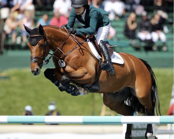 jumper Zuidhoeve (KWPN (Royal Dutch Sporthorse), 2004, from Tangelo van de Zuuthoeve)