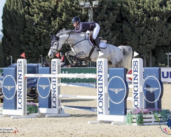 Springpferd Helaiza (KWPN (Niederländisches Warmblut), 2012, von Warrant)