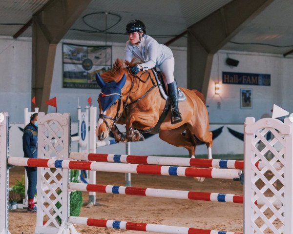 Springpferd Hg's Joy (Anglo Europäisches Sportpferd, 2014, von Billy Congo)