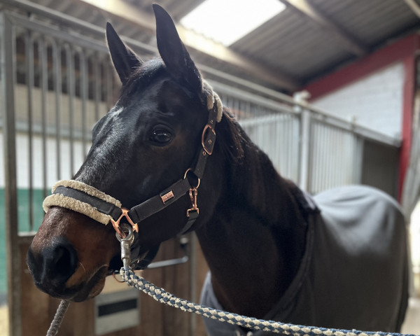 horse Galuna (German Riding Pony, 2005, from Upan's Diamond AA)