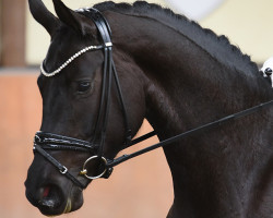dressage horse Miss Mystic Falls (Hanoverian, 2018, from Morricone)