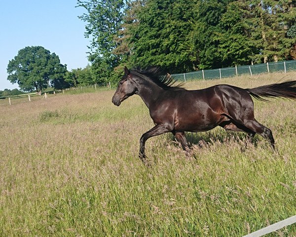 horse Tilion (Trakehner, 2021, from Integer)