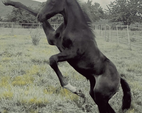 Pferd Hengst von Anthony x Papellito xx (Deutsches Edelblutpferd, 2023, von Anthony)