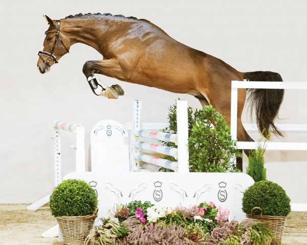 stallion Oganos Baron vF (Oldenburg show jumper, 2021, from Ogano Sitte)