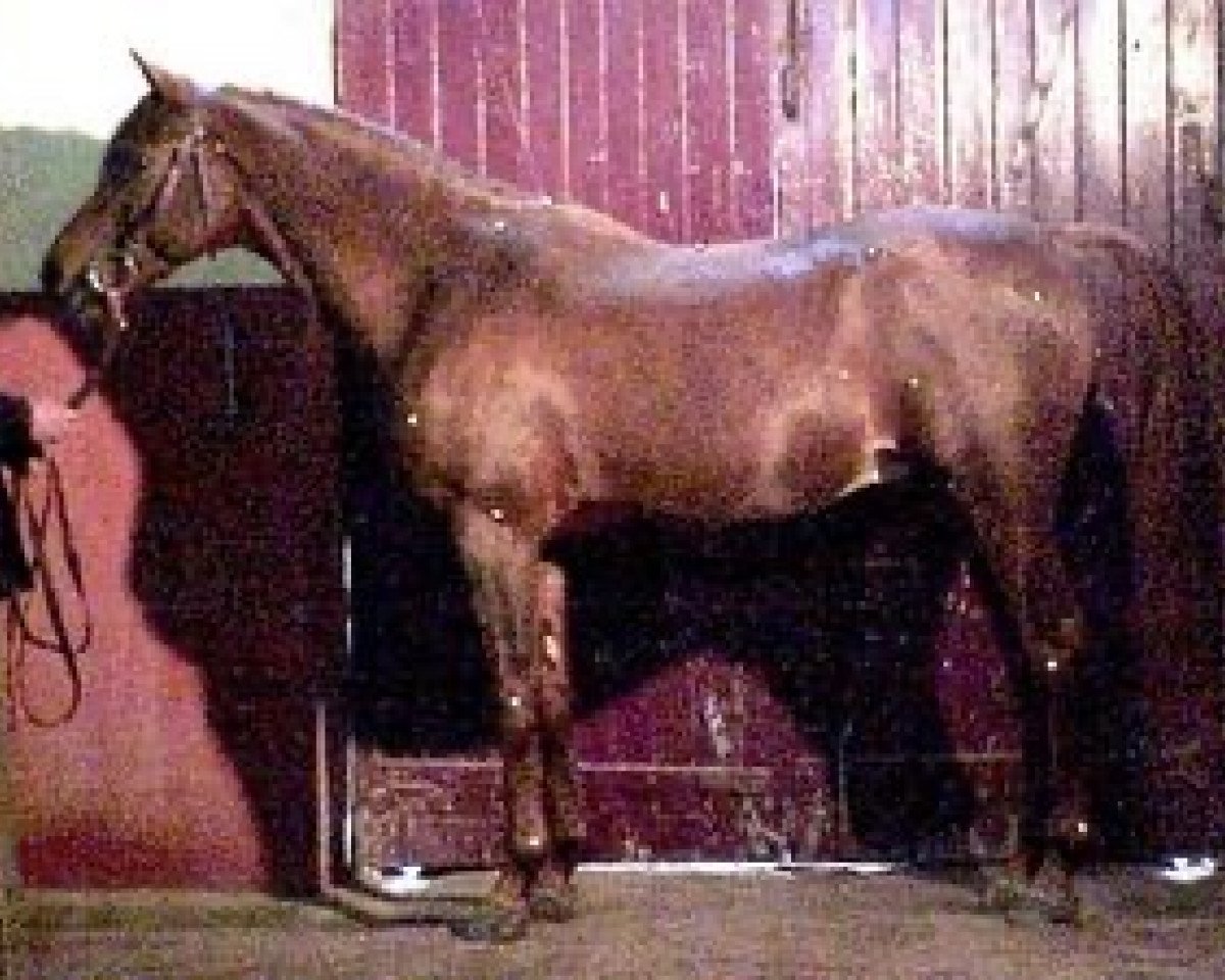 stallion Bogdan de Nautiac ox (Arabian purebred, 1984, from Fawzan ox)
