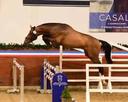 stallion Keystone (Holsteiner, 2021, from Keaton HV)