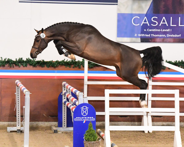 stallion Corroniolo (Holsteiner, 2021, from Corniolo)