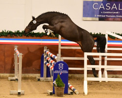 stallion Uluru (Holsteiner, 2021, from Uricas van de Kattevennen)