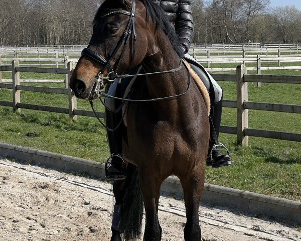 dressage horse Contaga (Hanoverian, 2014, from Conen)