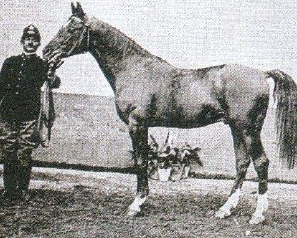 stallion Marko ox (Arabian purebred, 1899, from Amurath 1892 ox)