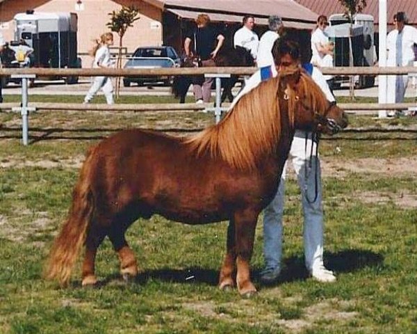 Deckhengst Duce van de Zandkamp (Shetland Pony, 1989, von Winston L.H.)