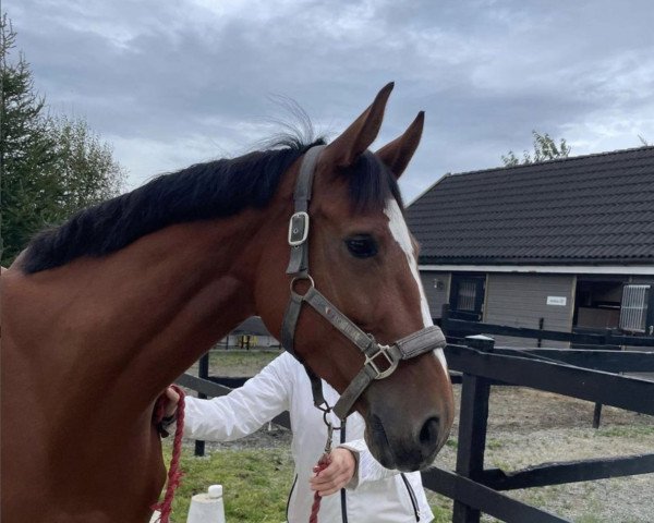 jumper Picatchou de Haquet (Belgian Warmblood, 2015, from Denzel Vt Meulenhof)