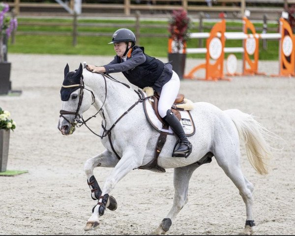 stallion Camelot Magic (Mecklenburg, 2010, from Catoki)