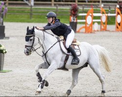 stallion Camelot Magic (Mecklenburg, 2010, from Catoki)