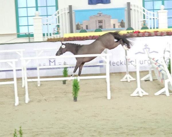 Video of Starlight´s Blackstorm