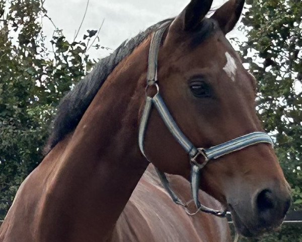 Dressurpferd Signorasambucca (Westfale, 2013, von Stoiber SN)