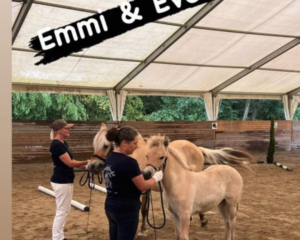 horse Emmi (Fjord Horse, 2023, from Gerben)