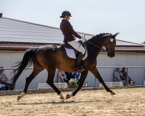 dressage horse First Girl 10 (Hanoverian, 2013, from First Dance)