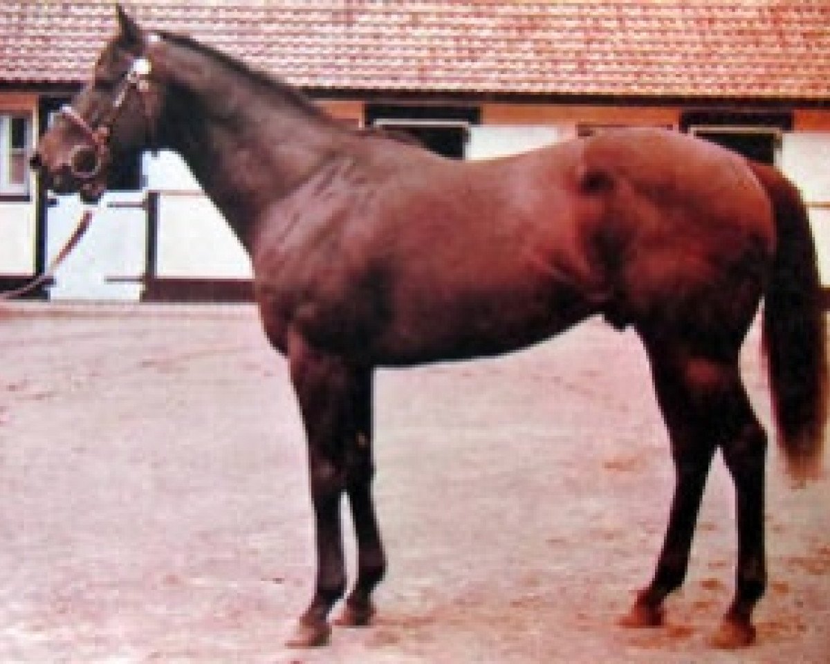 stallion Captain's Gig xx (Thoroughbred, 1965, from Turn-To xx)