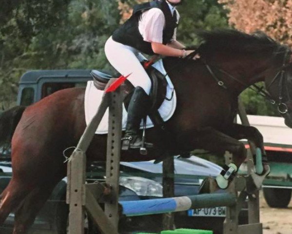stallion Quasimir de Gineau (French Pony, 2004, from Linaro)