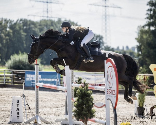 jumper Descara (Westphalian, 2016, from Dibadu L)