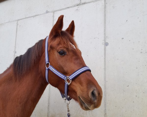 horse Forintos Fanni (Kisber-Felver, 2018, from Forintos Fenomén)