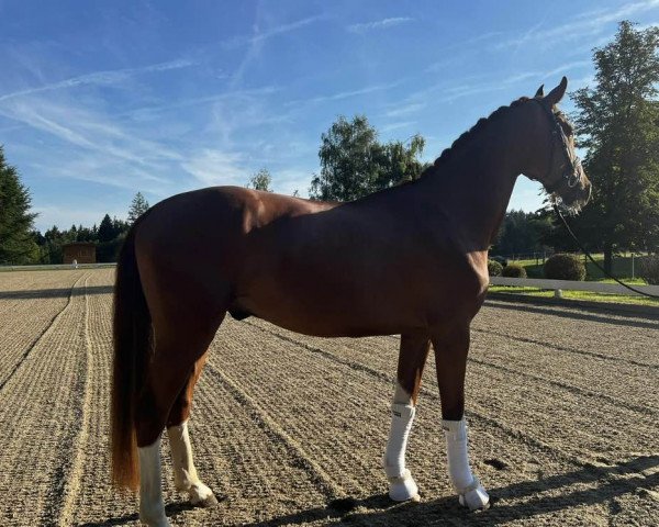horse Faraday (Hanoverian, 2020, from For Romance I)