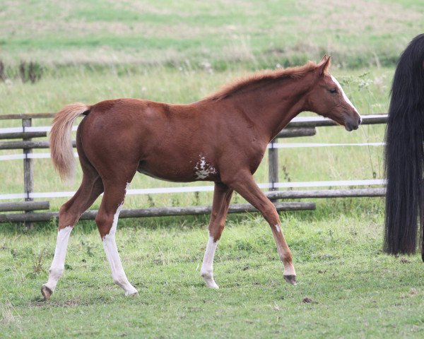 horse Paula (Holsteiner, 2022, from Diamant van Klapscheut Z)