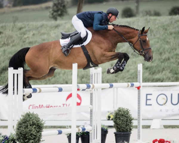 jumper Orette de Kalvarie (Belgian Warmblood, 2014, from Hakon de Kalvarie) jumper Orette de Kalvarie (Belgian Warmblood, 2014, from Hakon de Kalvarie)