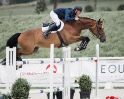 Springpferd Orette de Kalvarie (Belgisches Warmblut, 2014, von Hakon de Kalvarie)