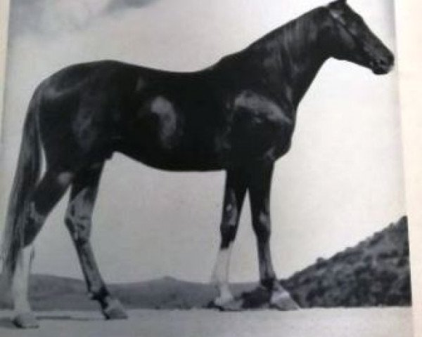 stallion Melandrio de Tanca Regia ox (Arabian purebred, 1925, from Hedergy ox)