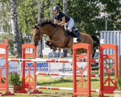 jumper Sancerre (Norwegian Warmblood, 2009, from Careful 28)