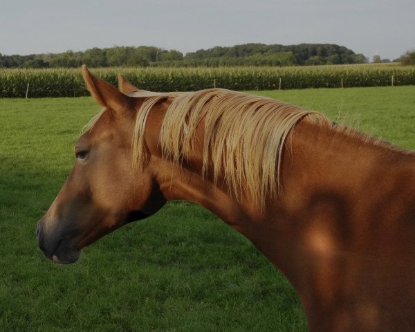 horse Golden Rose LK (German Riding Pony, 2022, from Genesis BL)
