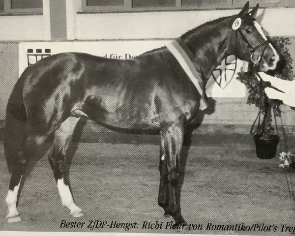 stallion Richi Fleur (German Horse, 1998, from Romantiko)