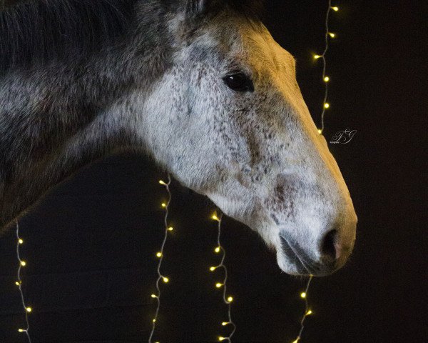 dressage horse Casparlito (Holsteiner, 2018, from Catch)