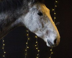 dressage horse Casparlito (Holsteiner, 2018, from Catch)