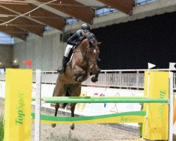 jumper Cesar (Holsteiner, 2012, from Casall Ask)