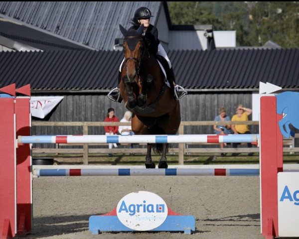 Springpferd Firework vd Kalevallei (Belgium Sporthorse, 2011, von Nonstop)
