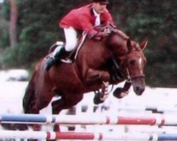 horse Cartier d'Or (Selle Français, 1990, from J'T'Adore)