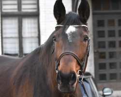 dressage horse Rosi 377 (Westphalian, 2008, from Riccio)