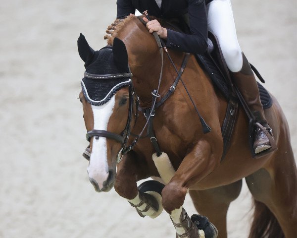 jumper Galinda Von Bueren CH (Swiss Warmblood, 2013, from Looping T CH)