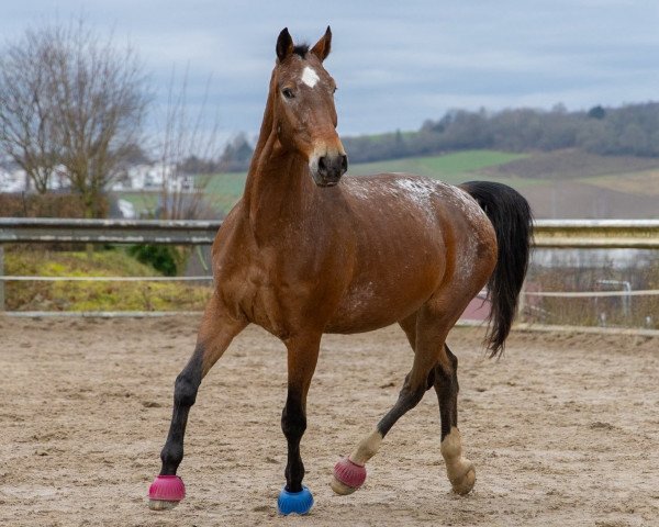 horse Eskort (polish noble half-breed, 2011, from Dixan C)