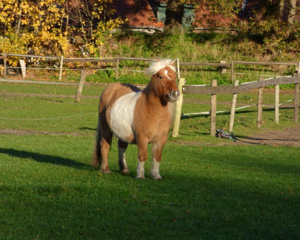 horse Daisy von der Geest (Shetland Pony, 2011, from Duc van de Pony Hoeve)