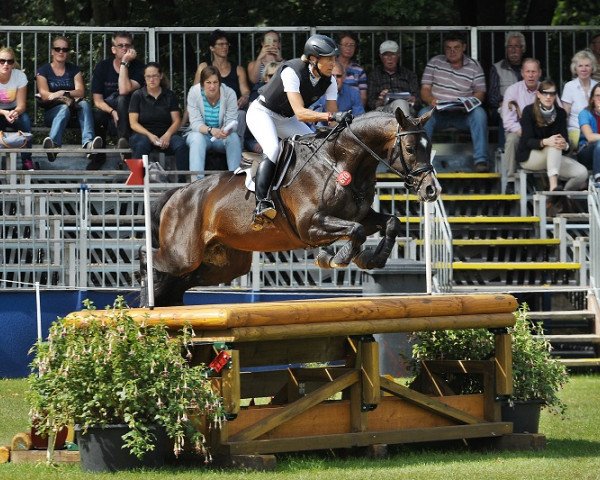 stallion Königssee (Trakehner, 2010, from Interconti) stallion Königssee (Trakehner, 2010, from Interconti)