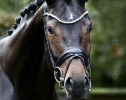 stallion Dameron (Trakehner, 2018, from Helium)