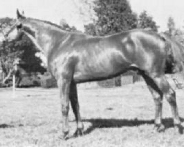 Pferd Hafiz d'Escage AA (Anglo-Araber, 1973, von Pancho II AA)