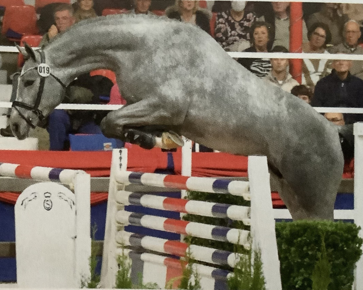 Stallone da monta Corsini (Oldenburger Cavallo da salto, 2019, di Cornet Obolensky)